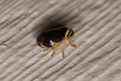Clastoptera testacea