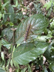 Thereuopoda clunifera