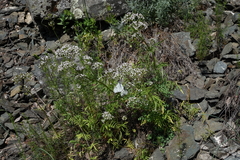 Valeriana rossica