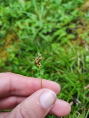 Carex concinna