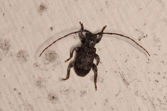 Ecyrus