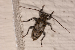 Aegomorphus modestus