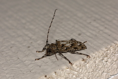 Aegomorphus modestus