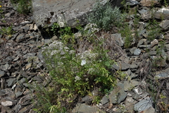 Valeriana rossica