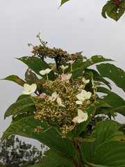 Hydrangea aspera
