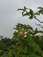 Hydrangea aspera