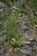 Valeriana rossica