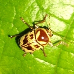 Cryptocephalus mutabilis