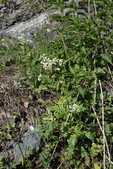 Valeriana rossica