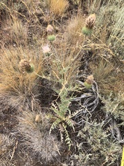 Cirsium inamoenum