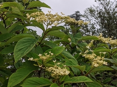 Hydrangea aspera