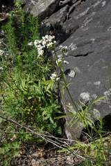 Valeriana rossica