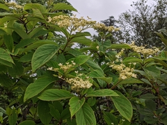 Hydrangea aspera