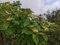 Hydrangea aspera