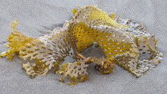 Thalassiophyllum clathrus