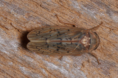 Ponana rubida