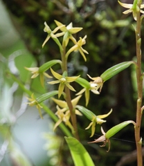 Prosthechea grammatoglossa