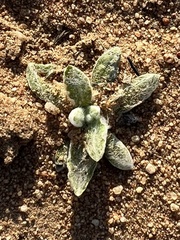 Helichrysum argyrosphaerum