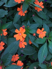 Impatiens hawkeri