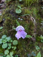 Roscoea alpina