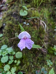 Roscoea alpina