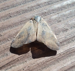 Ricania sublimata