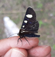 Alypiodes flavilinguis