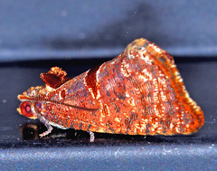 Glyphidoptera insignana