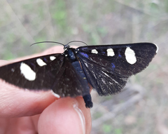 Alypiodes flavilinguis