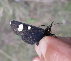 Alypiodes flavilinguis