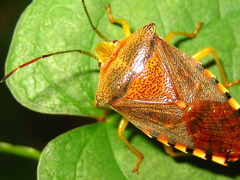 Acanthosoma denticaudum