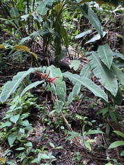 Heliconia metallica