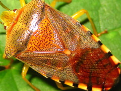 Acanthosoma denticaudum
