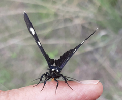 Alypiodes flavilinguis