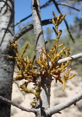 Arceuthobium divaricatum