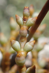 Arceuthobium divaricatum