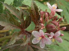 Jatropha macrorhiza