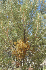 Arceuthobium divaricatum