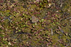 Satyrium tetra