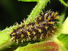 Polygonia c-aureum