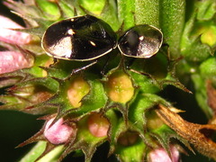 Adomerus triguttulus