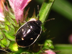 Adomerus triguttulus
