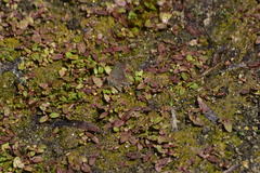 Satyrium tetra