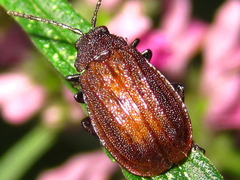Galeruca vicina