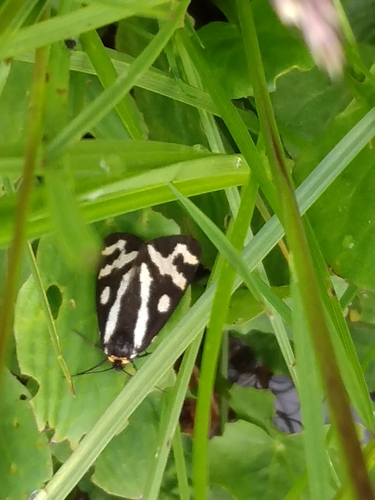 Wood Tiger photo 5