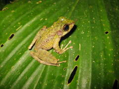 Sumaterana crassiovis