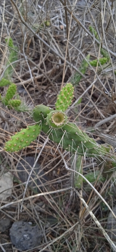 Velvet Bur Cactus