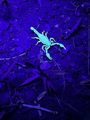 Pseudouroctonus apacheanus