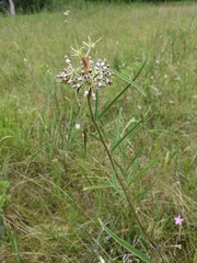 Asclepias longifolia