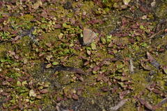 Satyrium tetra